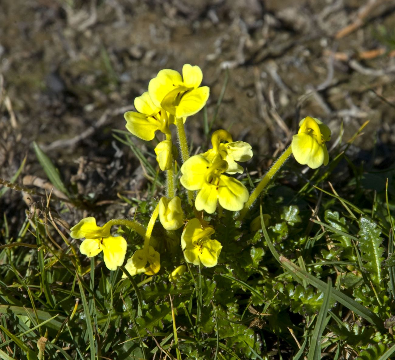 Image of Pedicularis longiflora specimen.