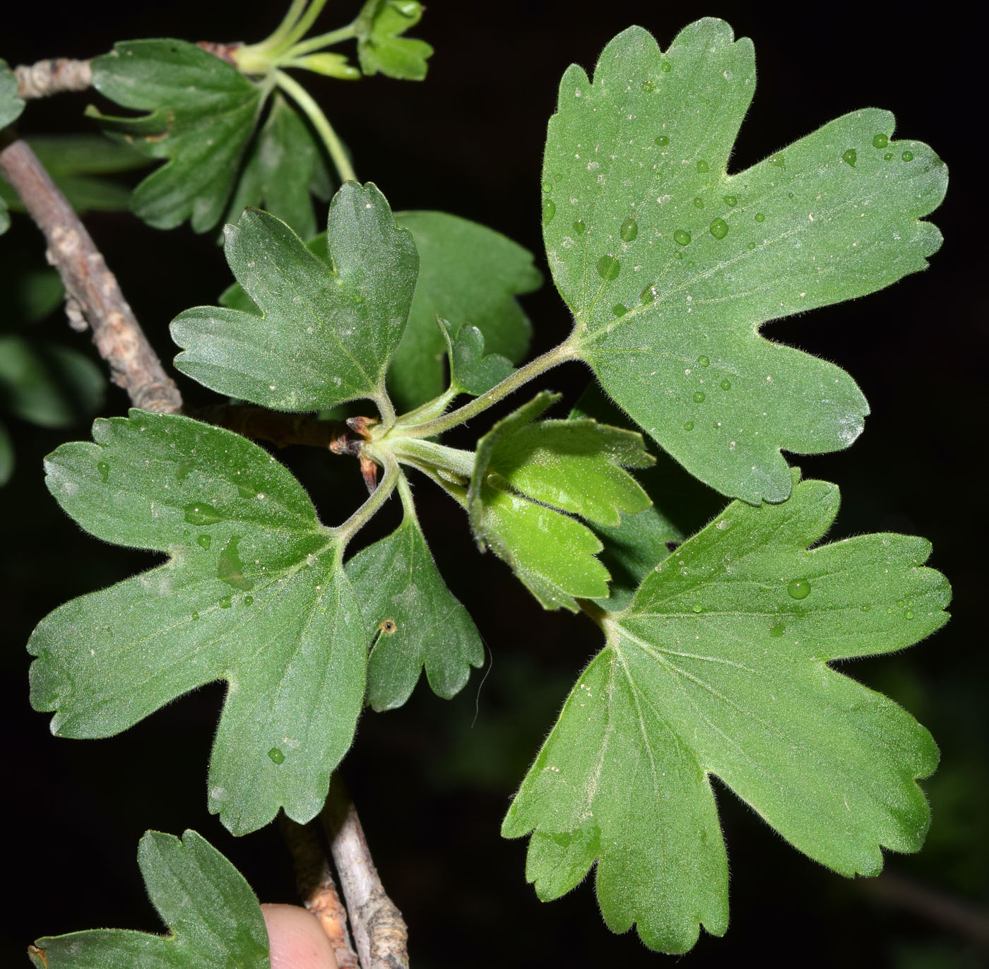 Image of Ribes aureum specimen.