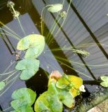 Sagittaria guayanensis