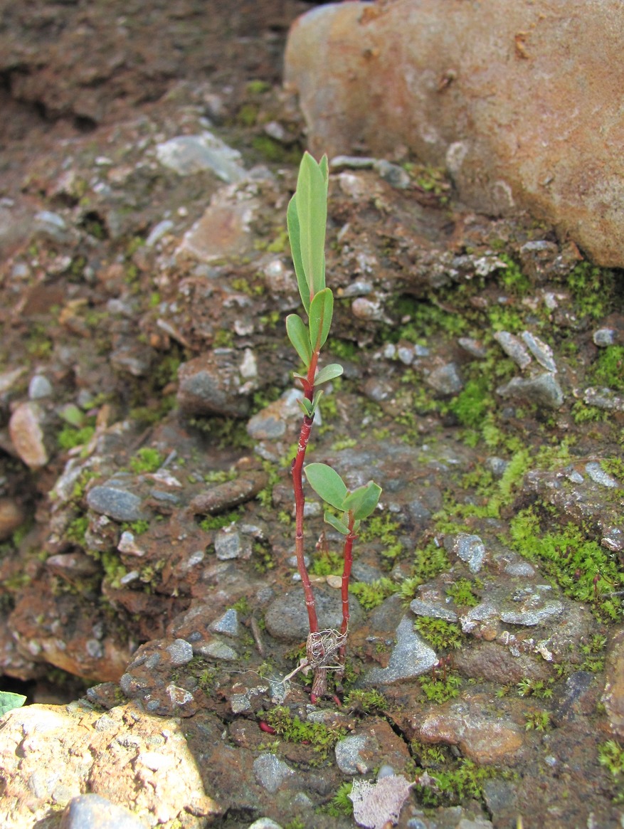 Image of Salix elbursensis specimen.
