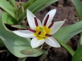 Tulipa bifloriformis