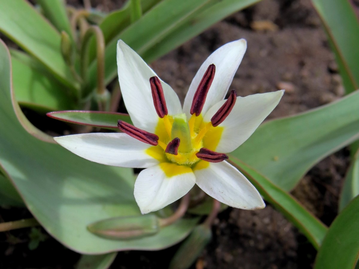 Image of Tulipa bifloriformis specimen.