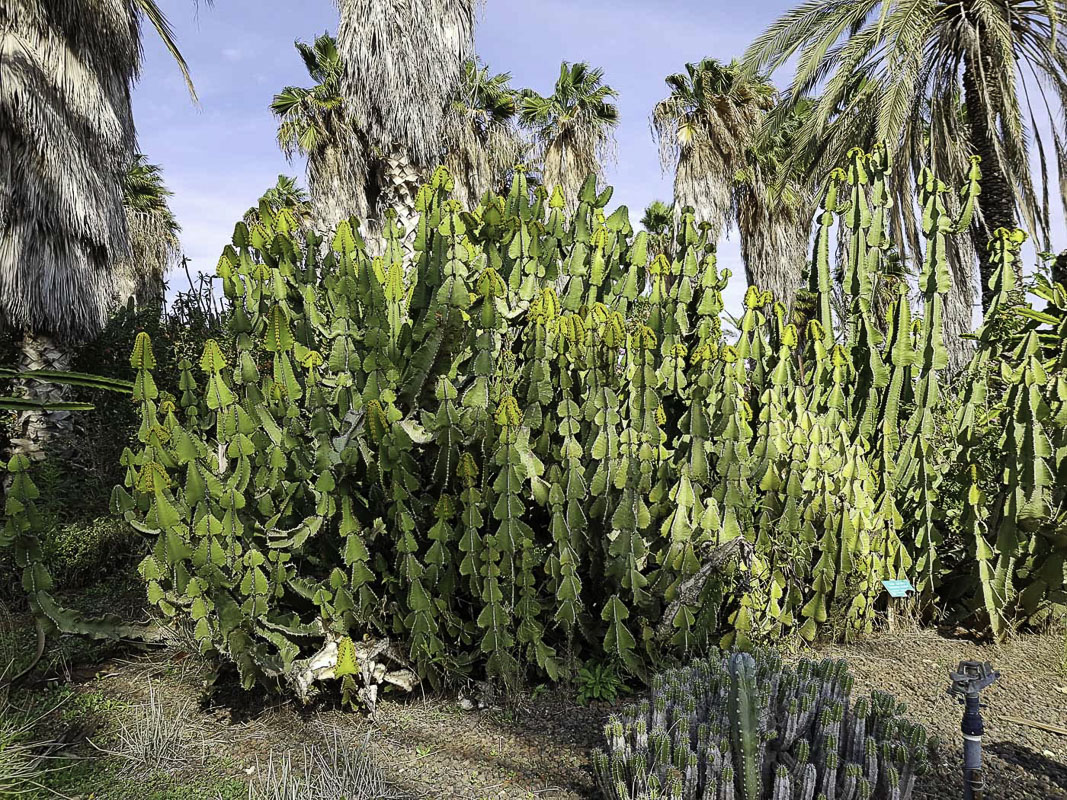 Image of Euphorbia cooperi specimen.