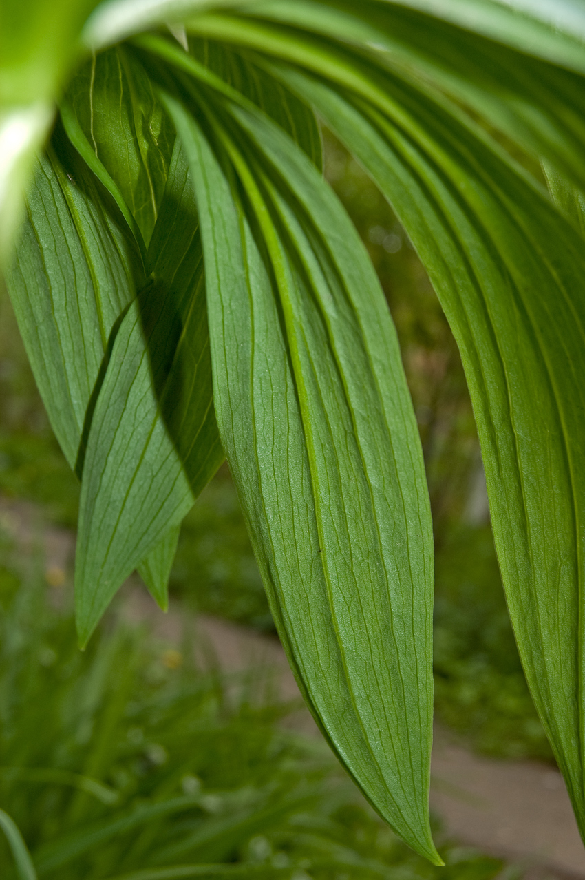Image of genus Lilium specimen.
