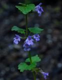 Glechoma hederacea. Часть побега цветками. Пермский край, Свердловский р-н, кладбище \"Южное\", тополёвая роща. 08.06.2018.
