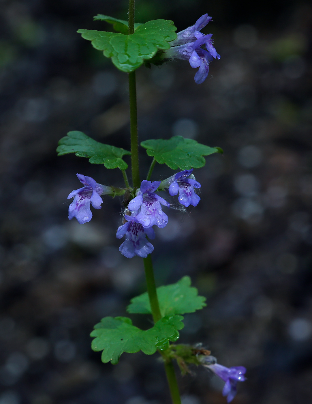 Изображение особи Glechoma hederacea.