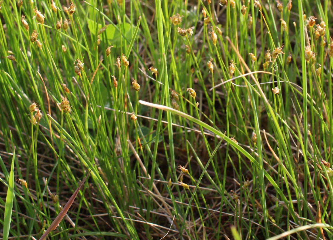 Image of Trichophorum pumilum specimen.