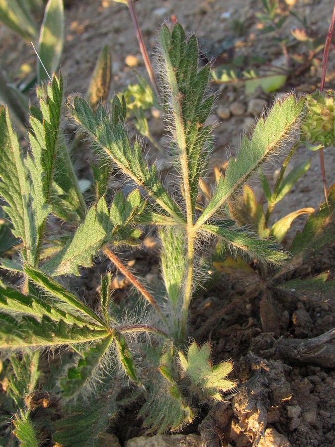 Image of Potentilla recta specimen.
