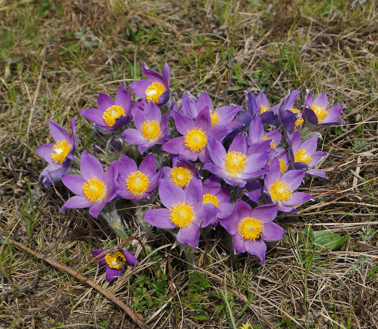 Изображение особи Pulsatilla multifida.