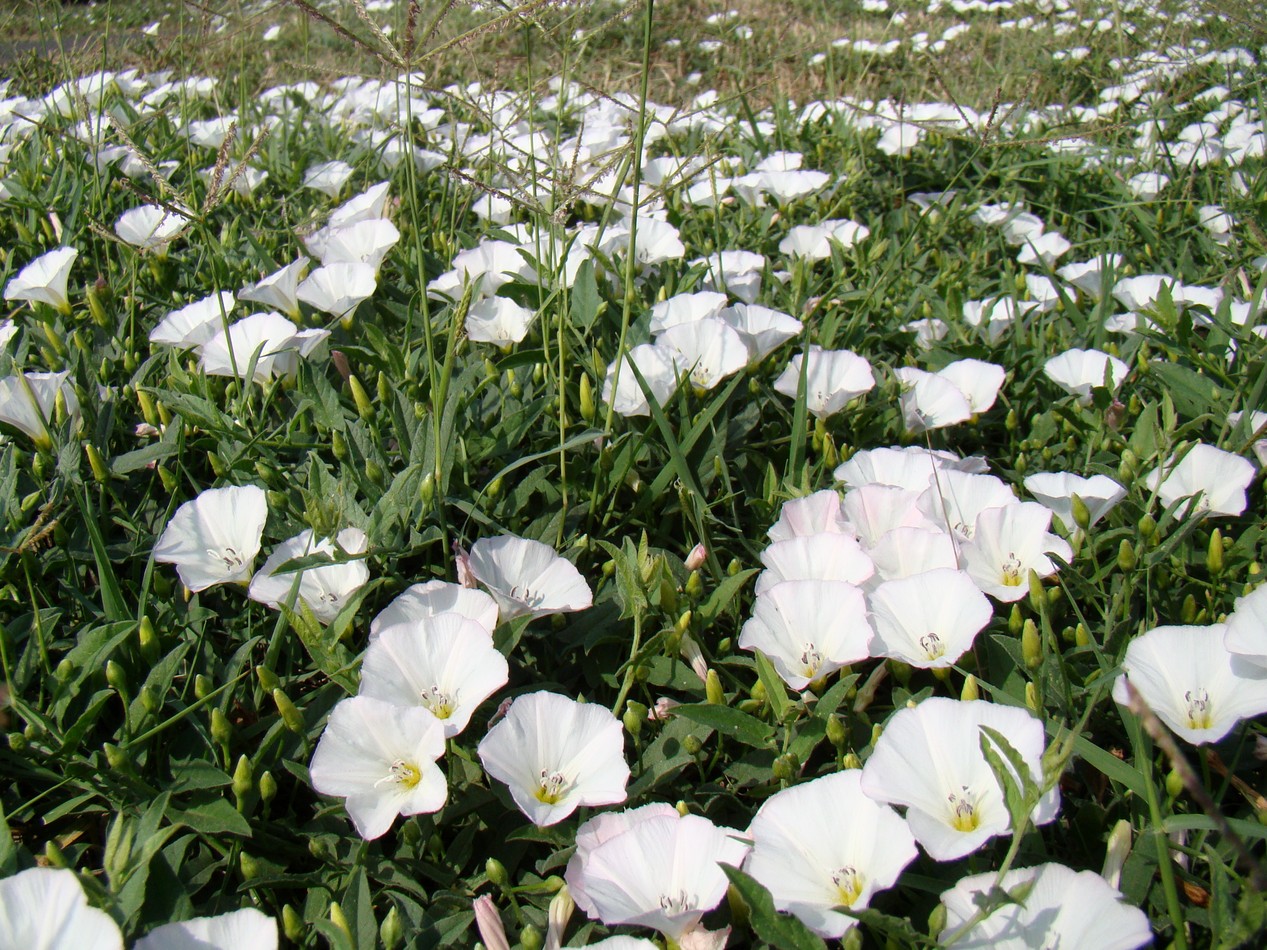 Изображение особи Convolvulus arvensis.