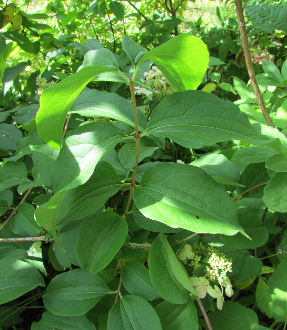 Изображение особи Heptacodium miconioides.