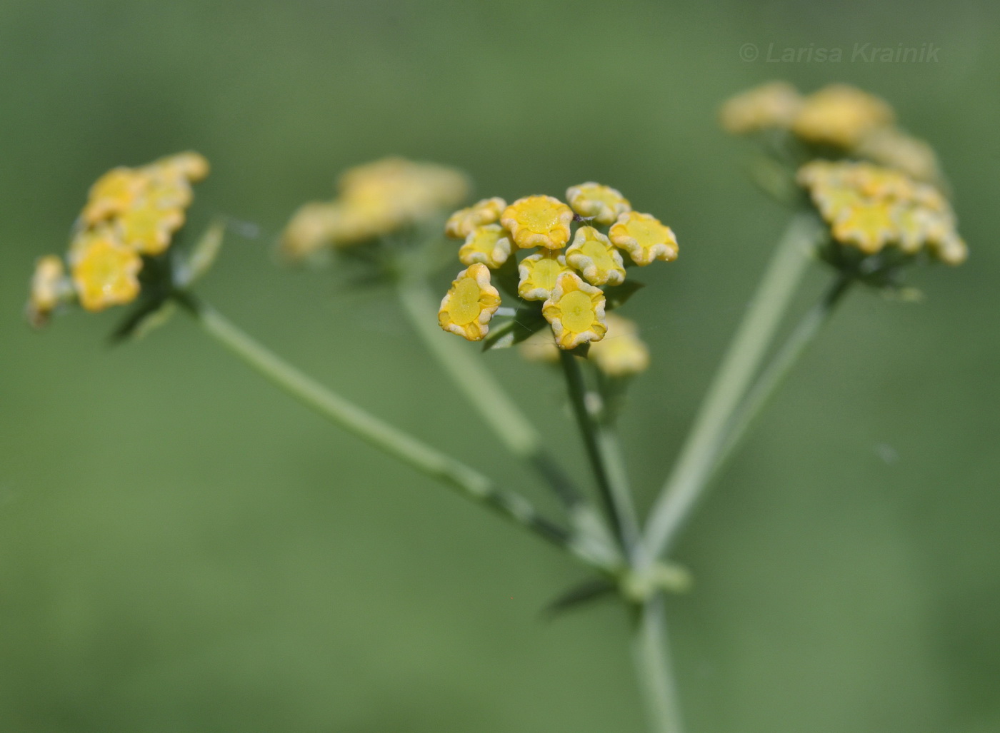 Image of Bupleurum longiradiatum specimen.