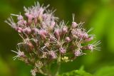 Eupatorium cannabinum