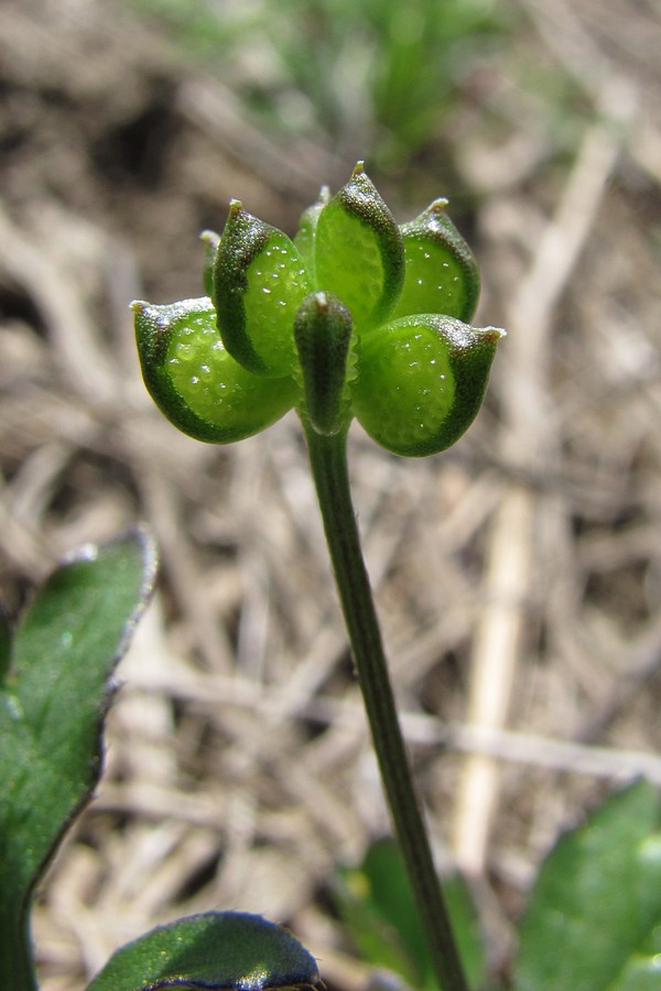 Image of Ranunculus trachycarpus specimen.