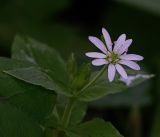 Myosoton aquaticum