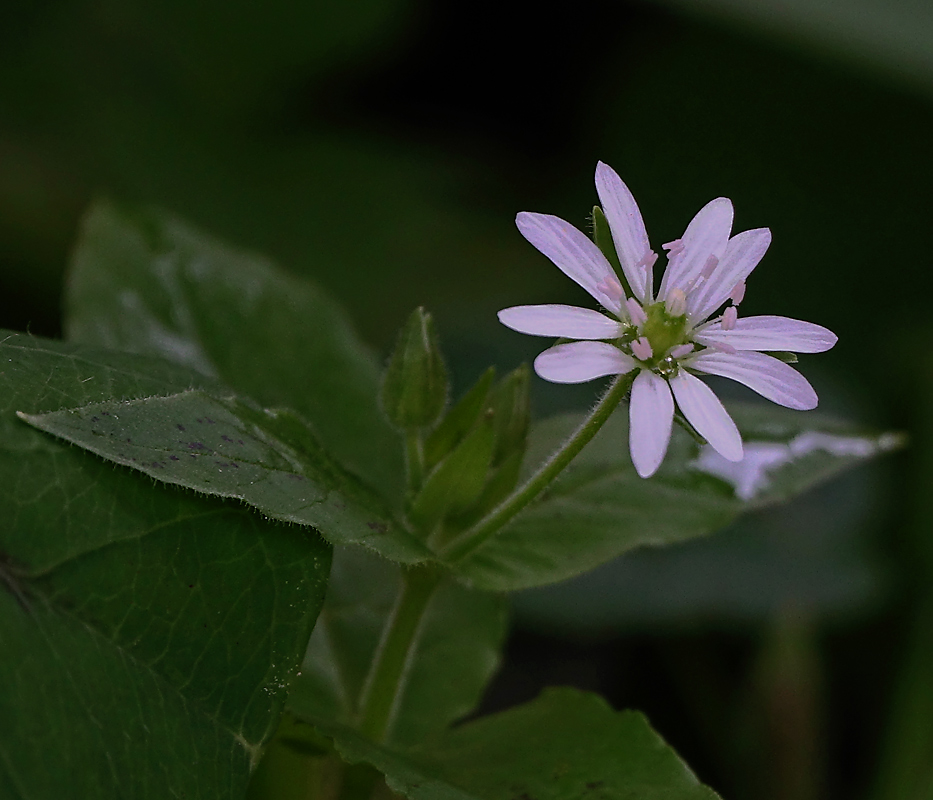 Image of Myosoton aquaticum specimen.