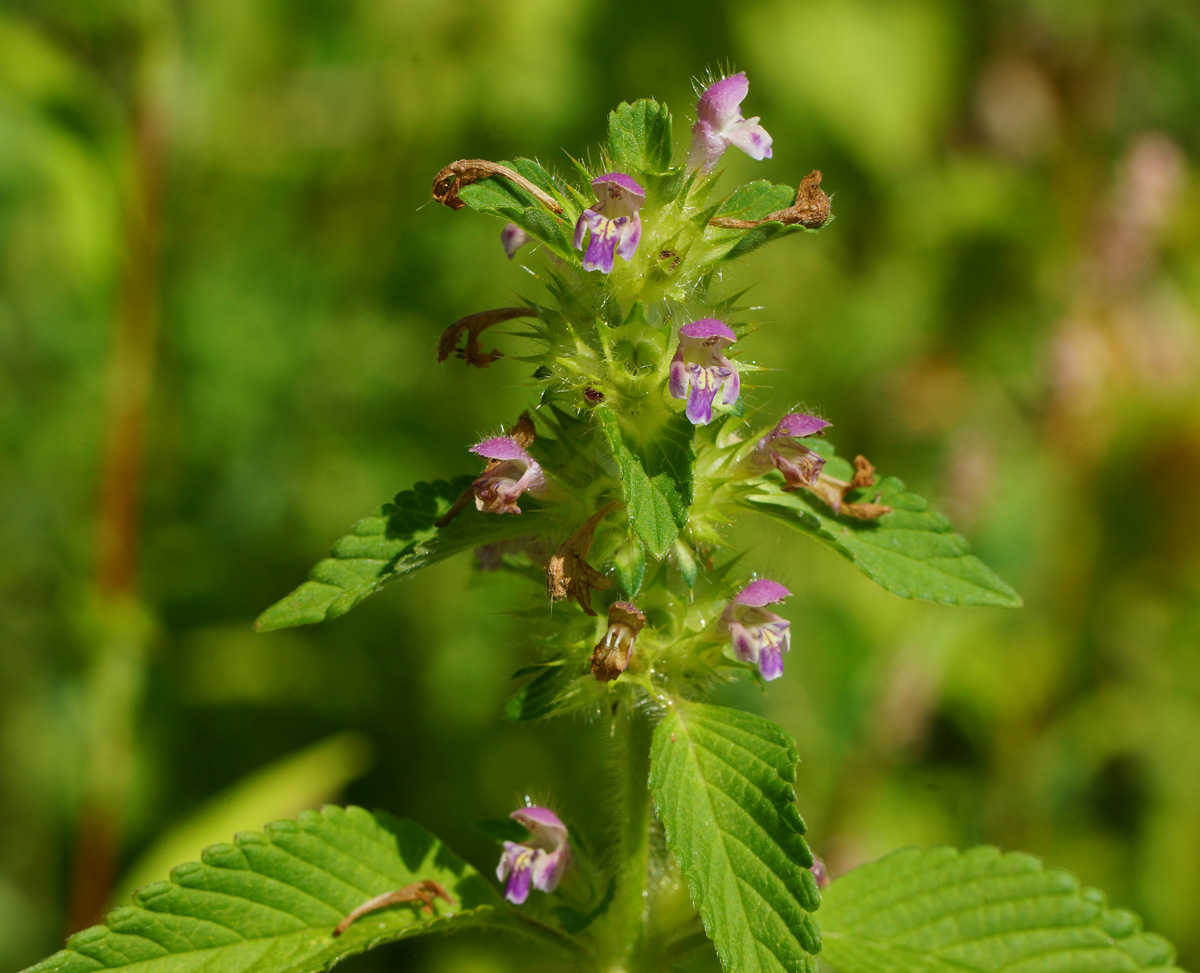 Image of Galeopsis bifida specimen.