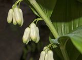 Polygonatum multiflorum