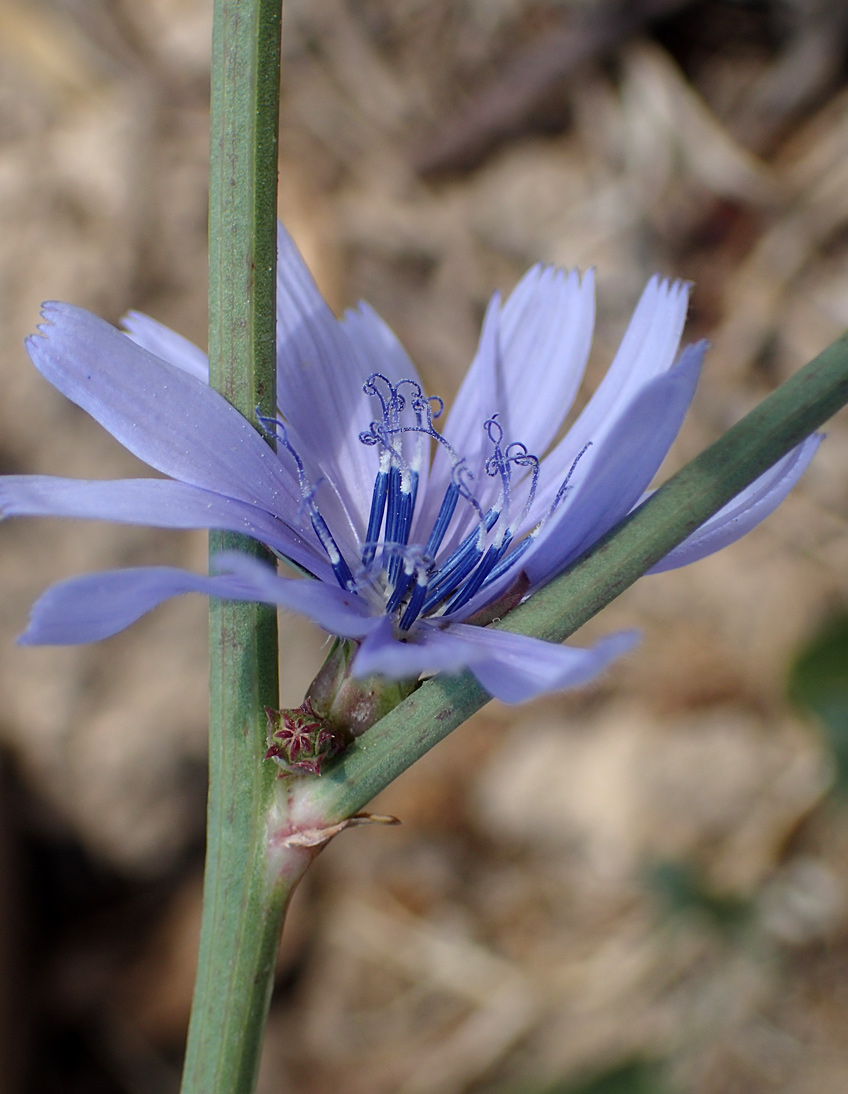 Image of Cichorium intybus specimen.