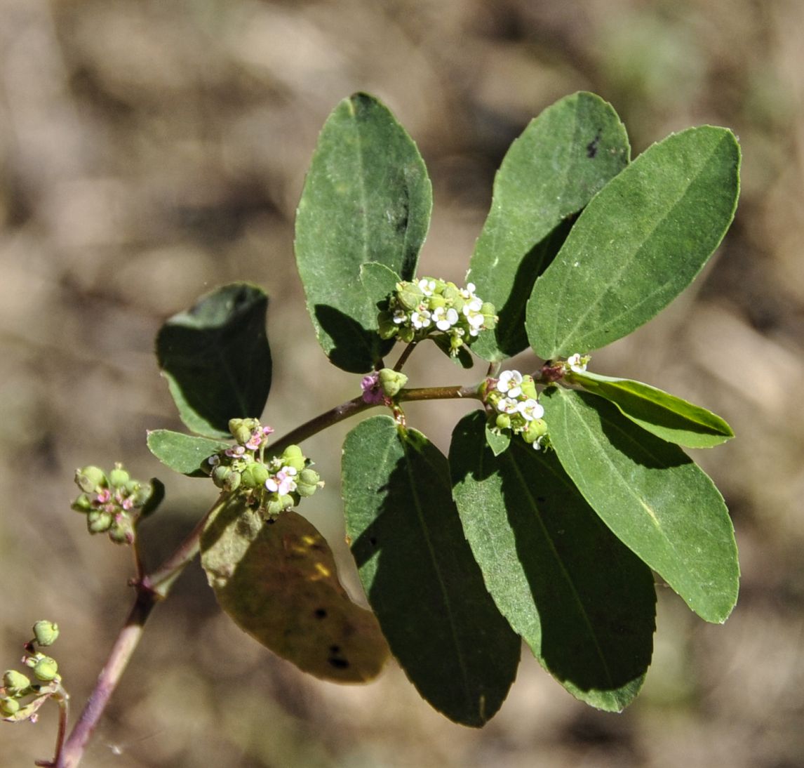 Изображение особи Euphorbia hypericifolia.