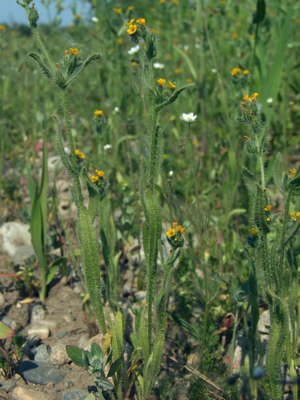 Изображение особи Amsinckia micrantha.