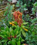 Rhododendron aureum