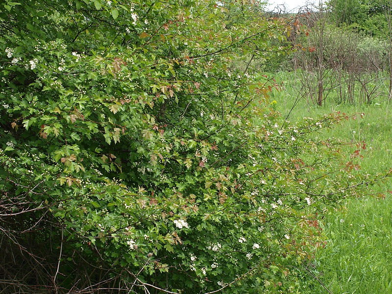 Изображение особи род Crataegus.