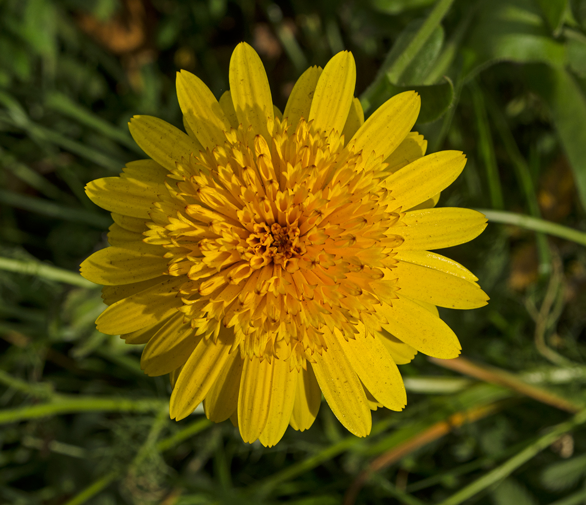 Изображение особи Calendula officinalis.