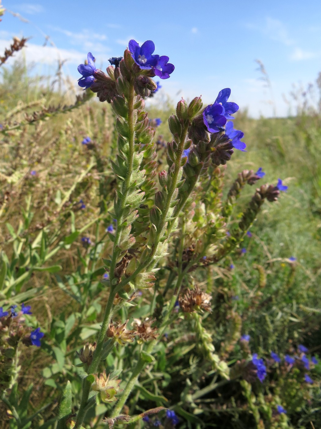 Изображение особи Anchusa officinalis.