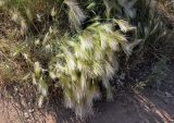 Hordeum jubatum