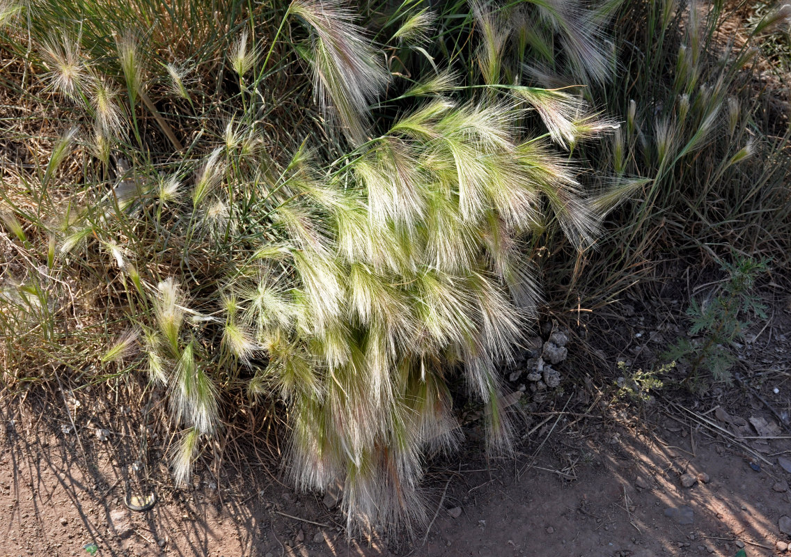 Image of Hordeum jubatum specimen.