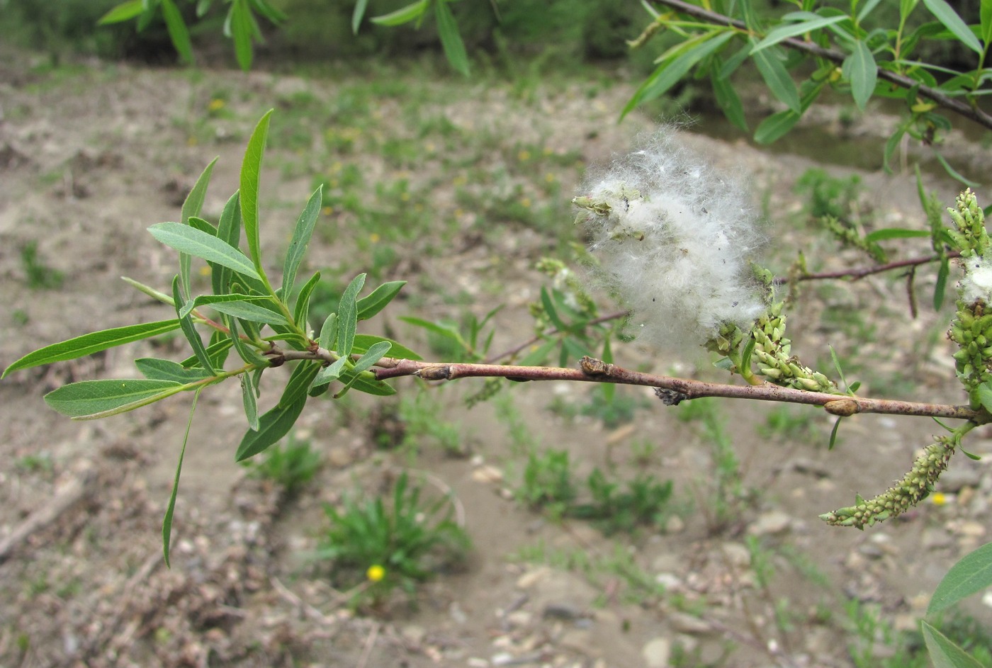 Изображение особи Salix elbursensis.