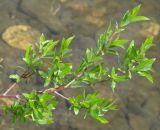 Image of taxon representative. Author is Людмила Паламарчук