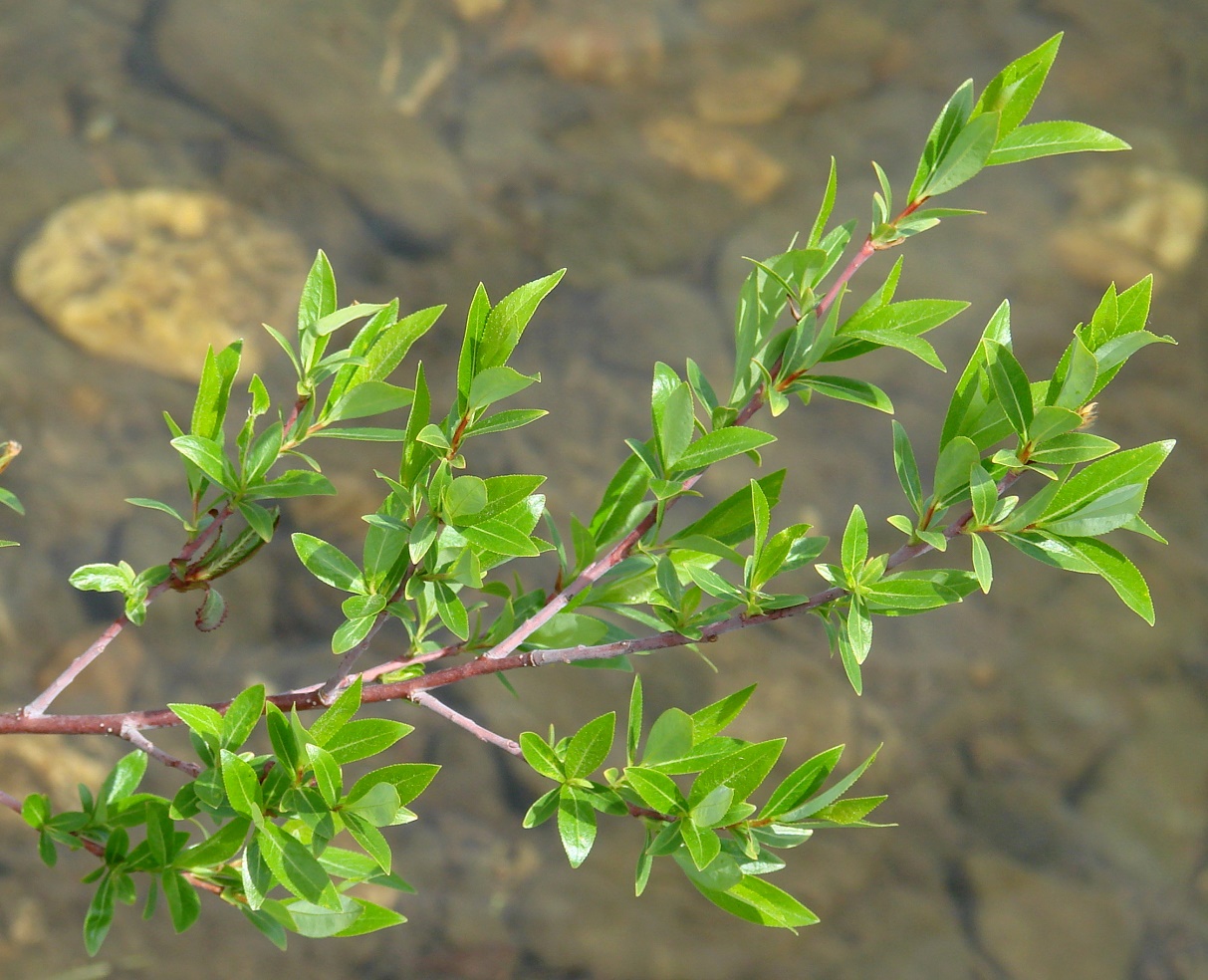 Image of Salix rorida specimen.