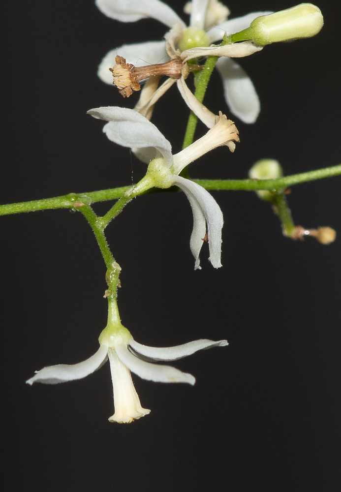 Изображение особи Azadirachta indica.