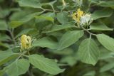 Lonicera xylosteum. Верхушки цветущих побегов. Костромская обл., Судиславский р-н, окр. дер. Антипино, ельник кисличный, склон юго-восточной экспозиции к р. Кохталка. 25.05.2018.