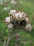 Antennaria carpatica. Тычиночные (мужские) корзинки. Украина, Закарпатская обл., Раховский р-н, хр. Свидовец, ≈ 1800 м н.у.м., альпийское травянисто-кустарничковое сообщество. 2 июля 2010 г.