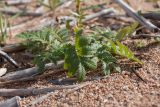 Potentilla anserina. Вегетирующее растение. Псковская обл., Гдовский р-н, дер. Лунёвщина, берег Чудского оз., песчаный пляж. 29.09.2018.