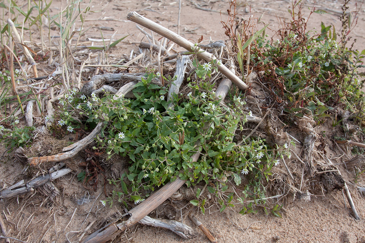 Изображение особи Myosoton aquaticum.