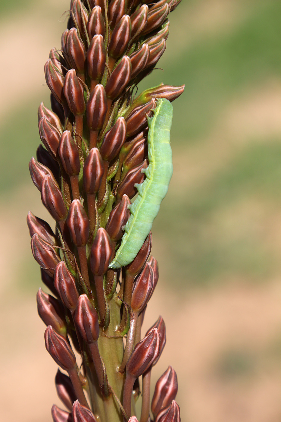 Image of Eremurus regelii specimen.