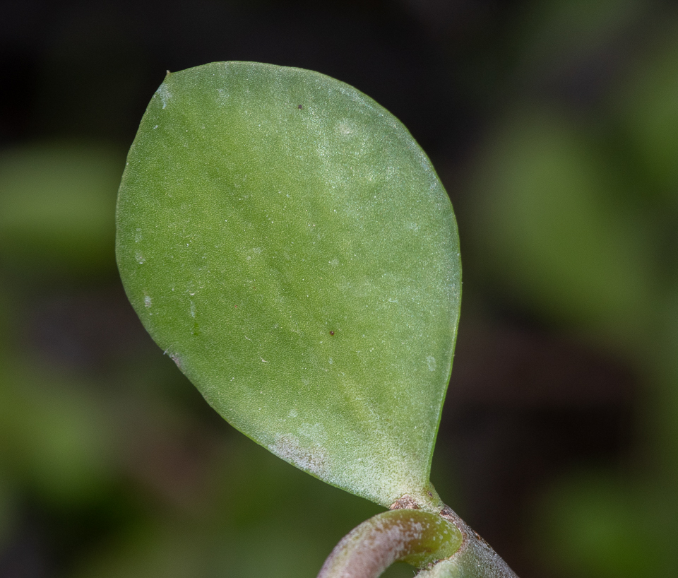 Изображение особи Portulacaria afra.