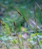 Carex digitata