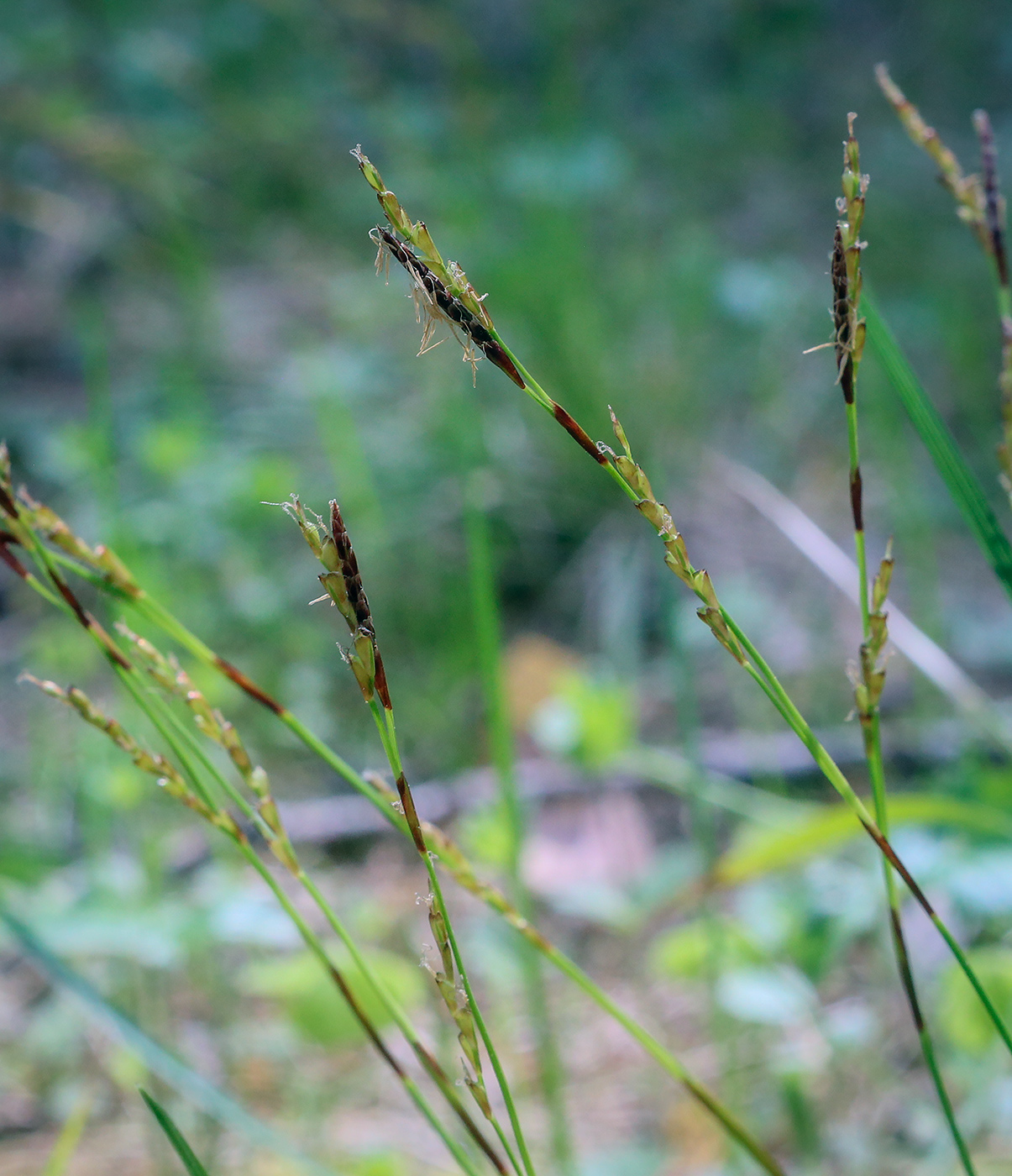 Изображение особи Carex digitata.