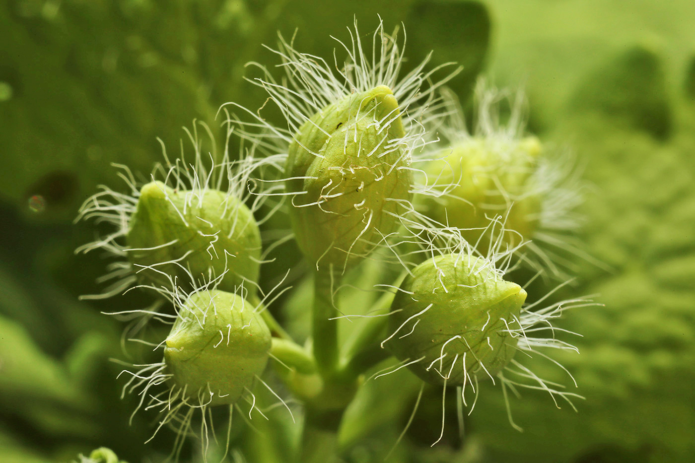 Image of Chelidonium majus specimen.