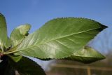 Chaenomeles japonica