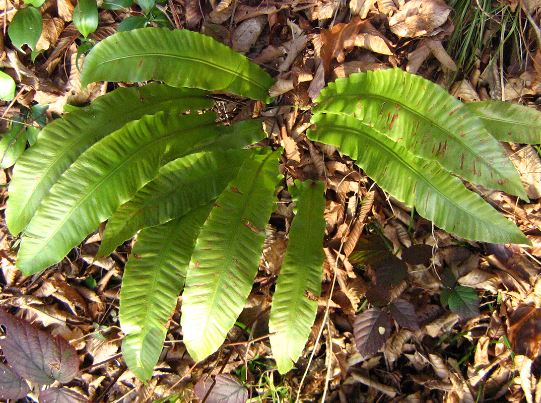 Изображение особи Phyllitis scolopendrium.