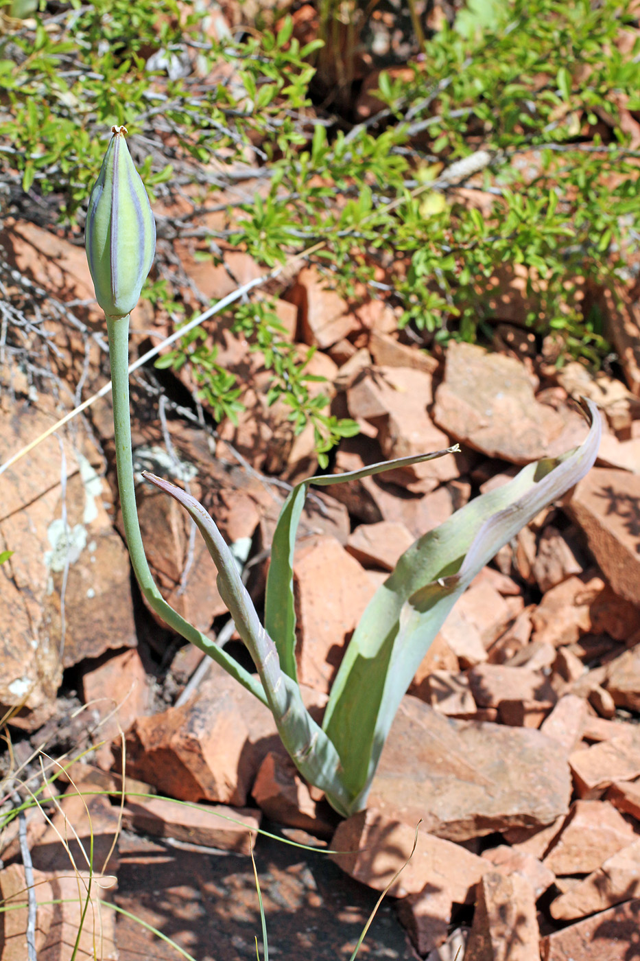 Image of Tulipa vvedenskyi specimen.