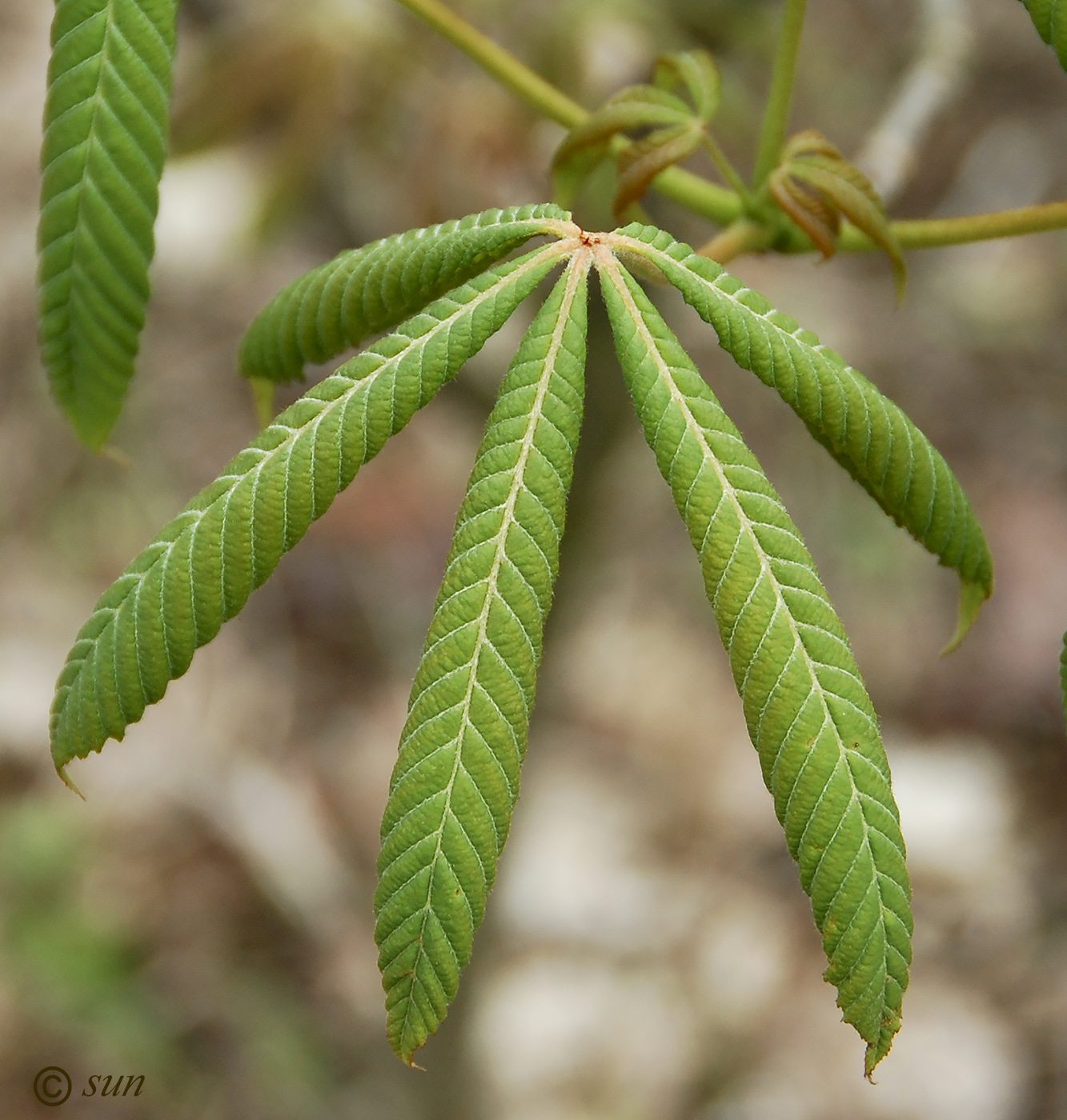 Изображение особи Aesculus glabra.