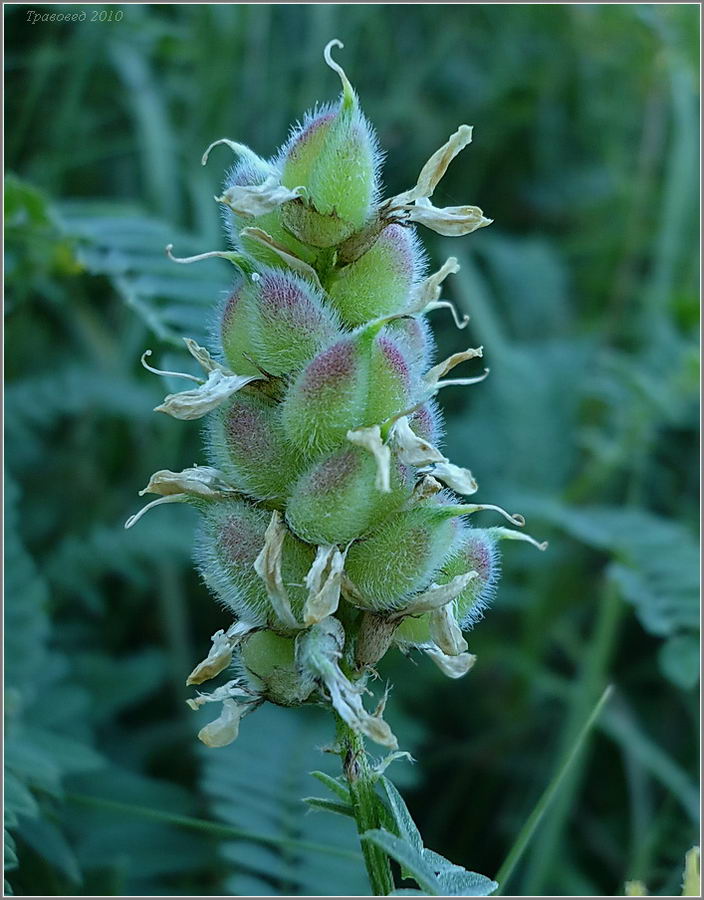 Изображение особи Astragalus cicer.