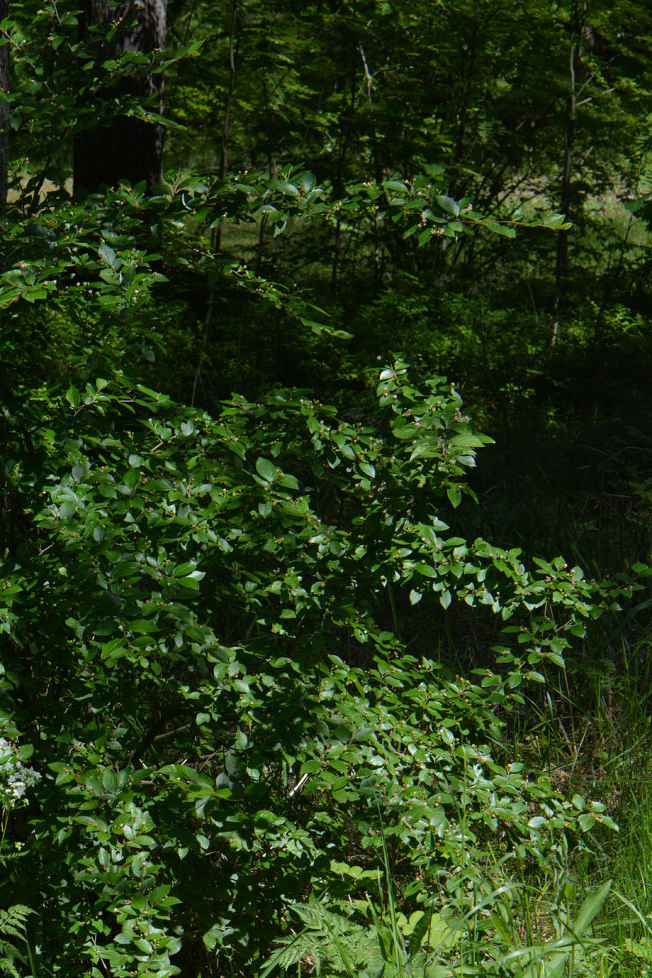 Image of Cotoneaster lucidus specimen.